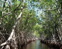 The area also has mangrove forests which are inhabited by animals like Reticulated pythons, golden ring snakes, and monitor lizards.
